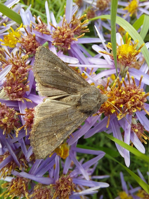 Aporophyla lutulenta - sziki őszibagoly