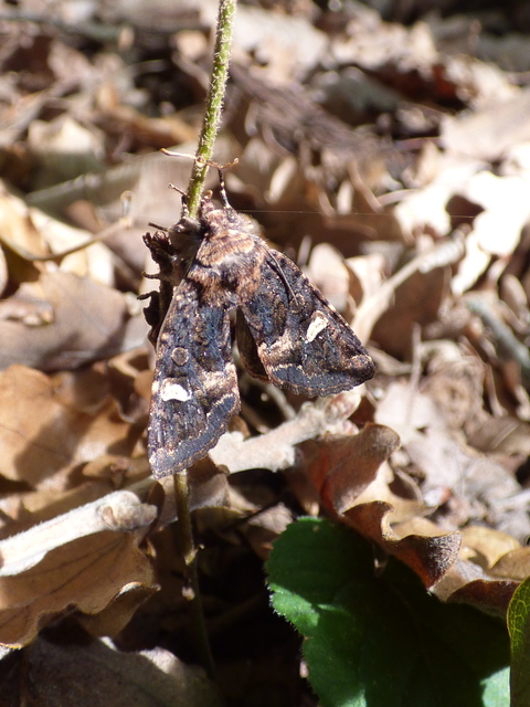 Rileyiana fovea - zörgőbagoly