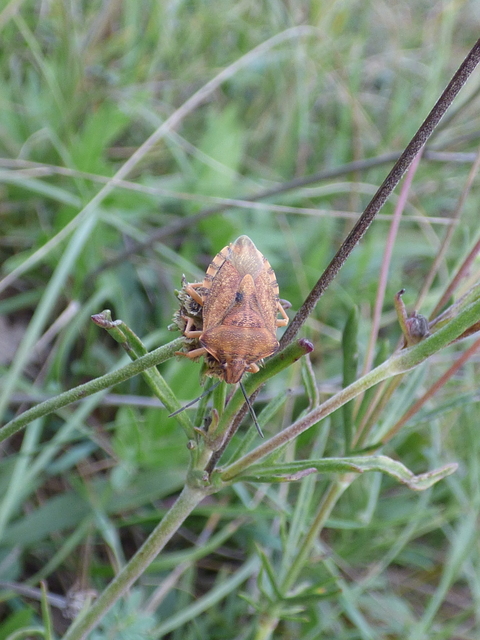 Carpocoris