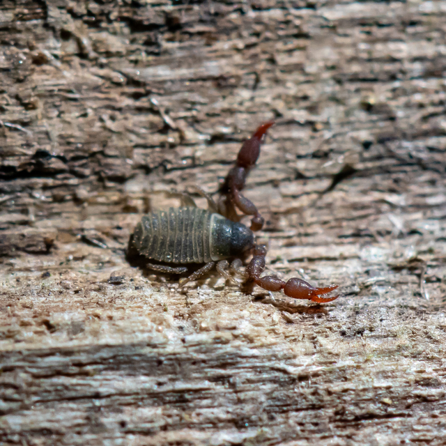 Pseudoscorpionida - Álskorpiók
