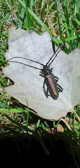 Aromia moschata - pézsmacincér