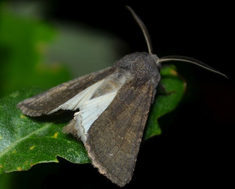 Aporophyla lutulenta - sziki őszibagoly