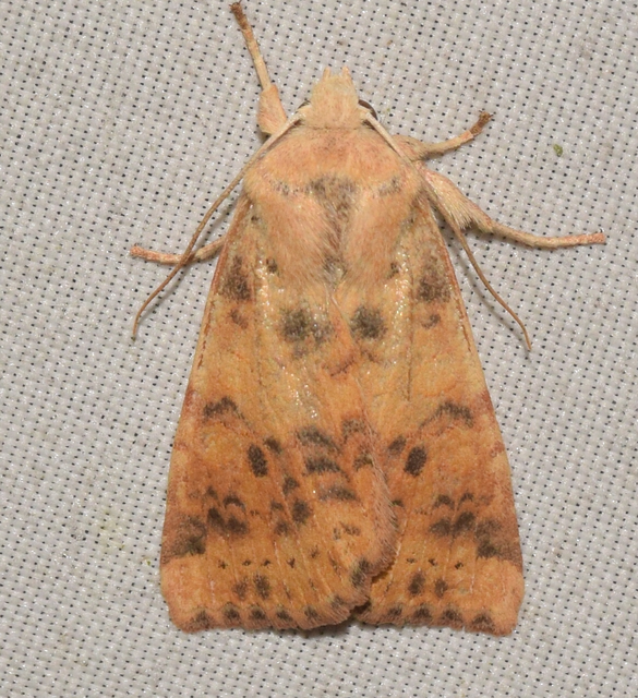 Cirrhia gilvago - foltos sárgabagoly