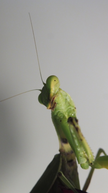 Hierodula tenuidentata - óriás ázsiai imádkozósáska