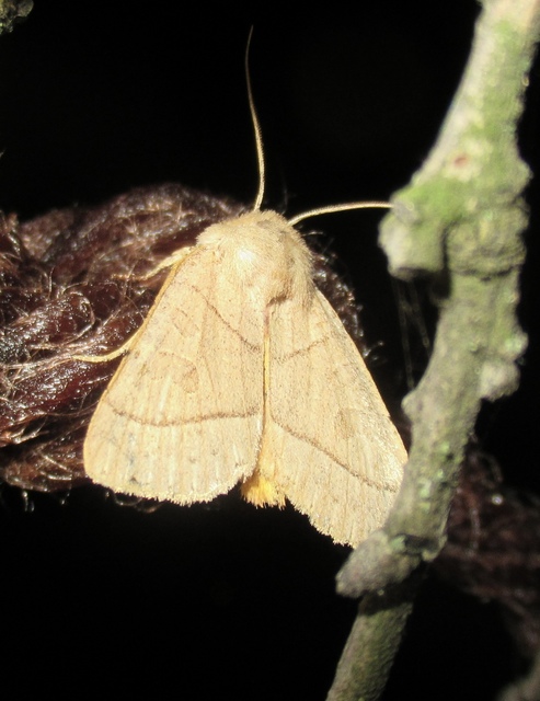Mesogona acetosellae - madársóskabagoly