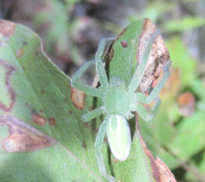 Micrommata virescens - hunyópók
