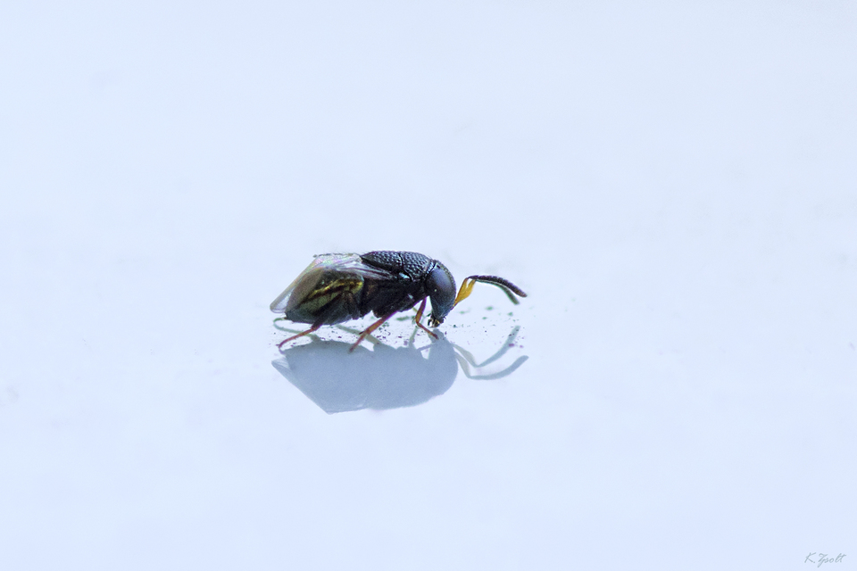 Encyrtidae - szivárvány-fémfürkészek