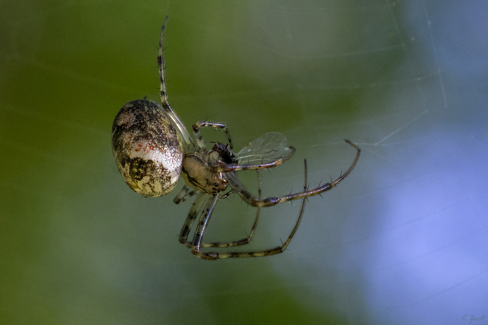Metellina segmentata/mengei