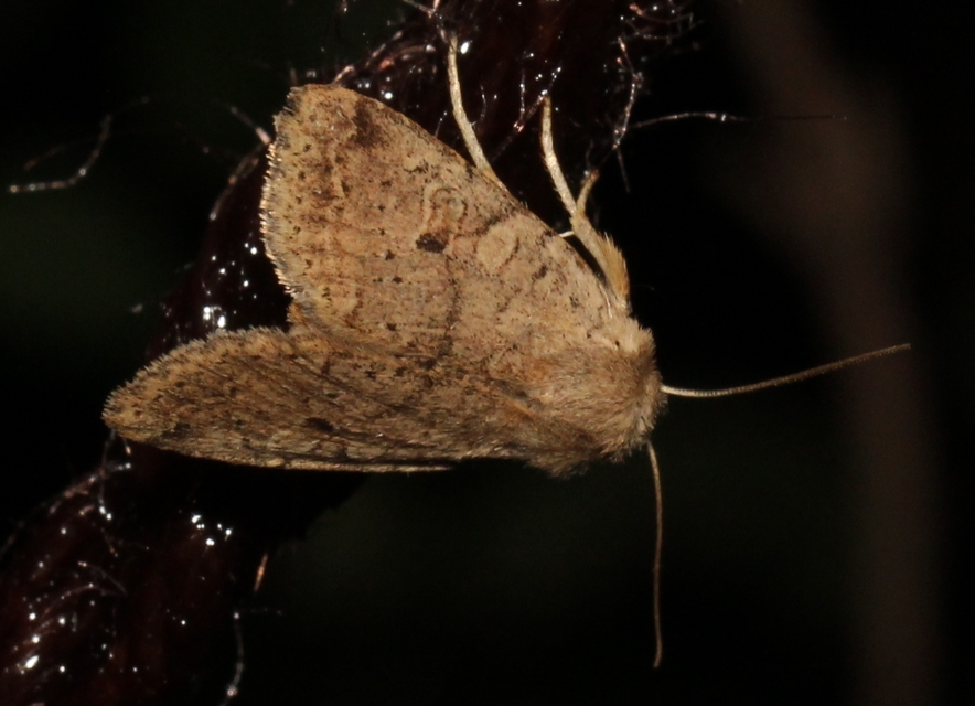 Propenistra laevis - könnyű őszibagoly