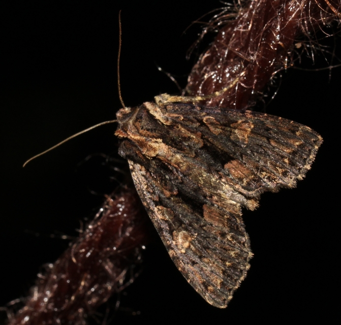 Blepharita satura - őszi porfírbagoly