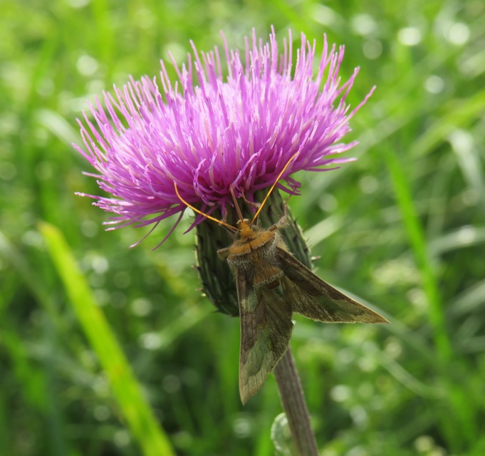 Diachrysia chrysitis - aranybagoly