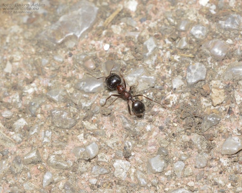 Messor wasmanni