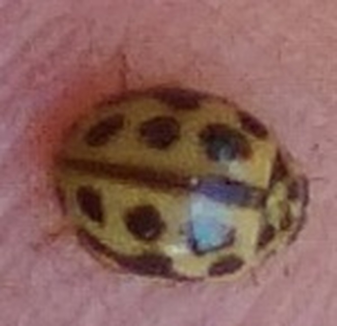 Tytthaspis sedecimpunctata - tizenhatpettyes katica