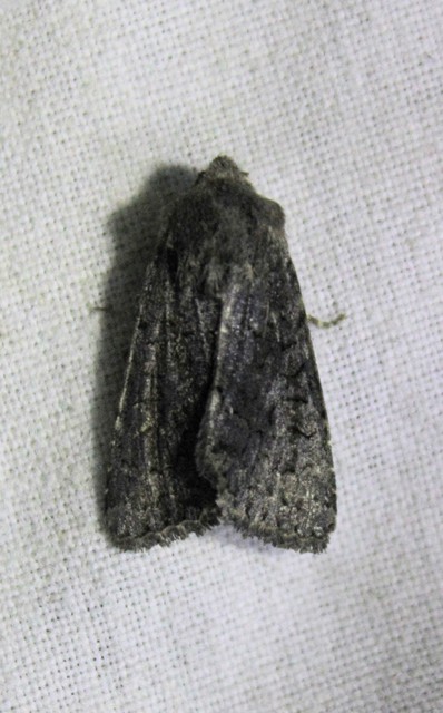 Aporophyla lutulenta - sziki őszibagoly