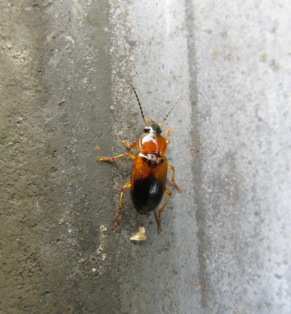 Stenolophus teutonus - nagyfoltos turzásfutó
