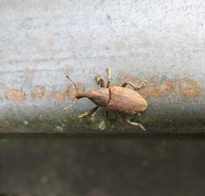 Lepyrus