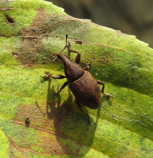 Lepyrus armatus - tompafogú fűzormányos