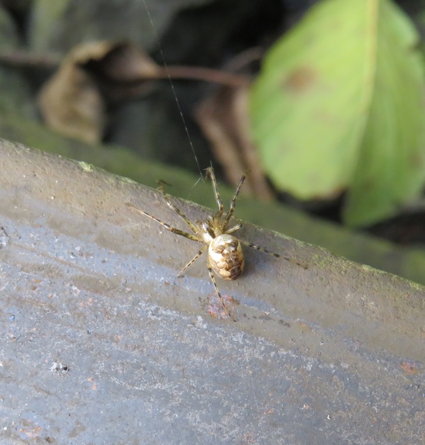 Metellina segmentata/mengei