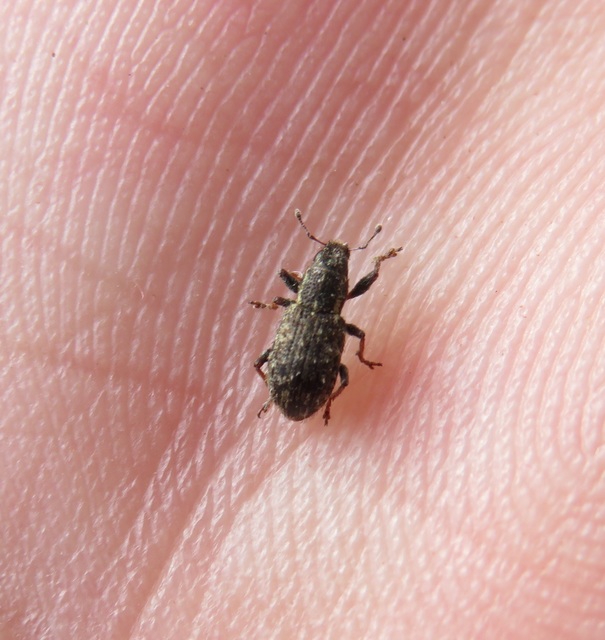 Sitona hispidulus - szőrös csipkézőbogár