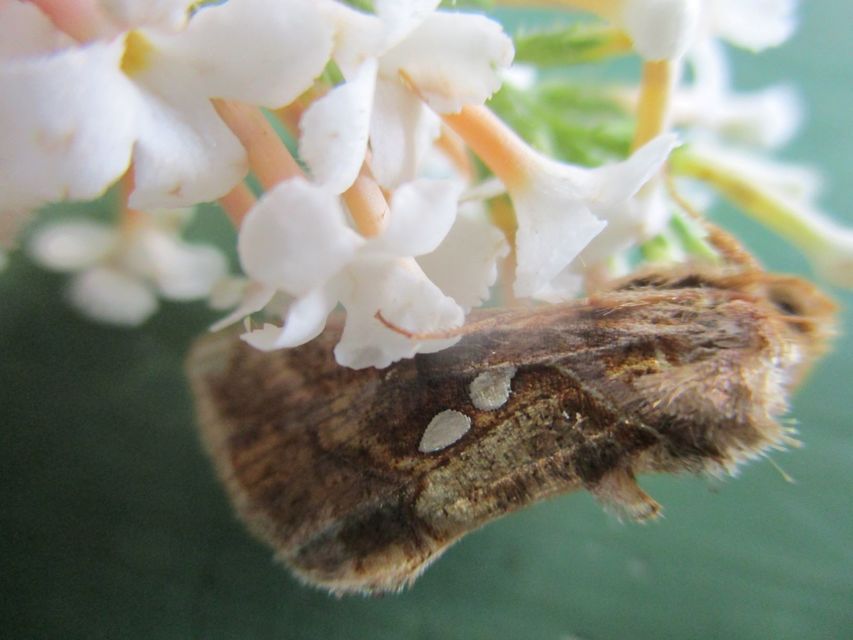 Chrysodeixis chalcites - déli aranybagoly
