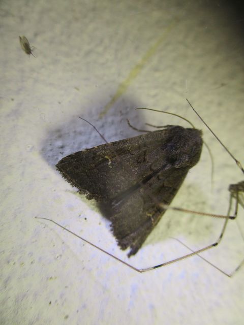 Aporophyla lutulenta - sziki őszibagoly