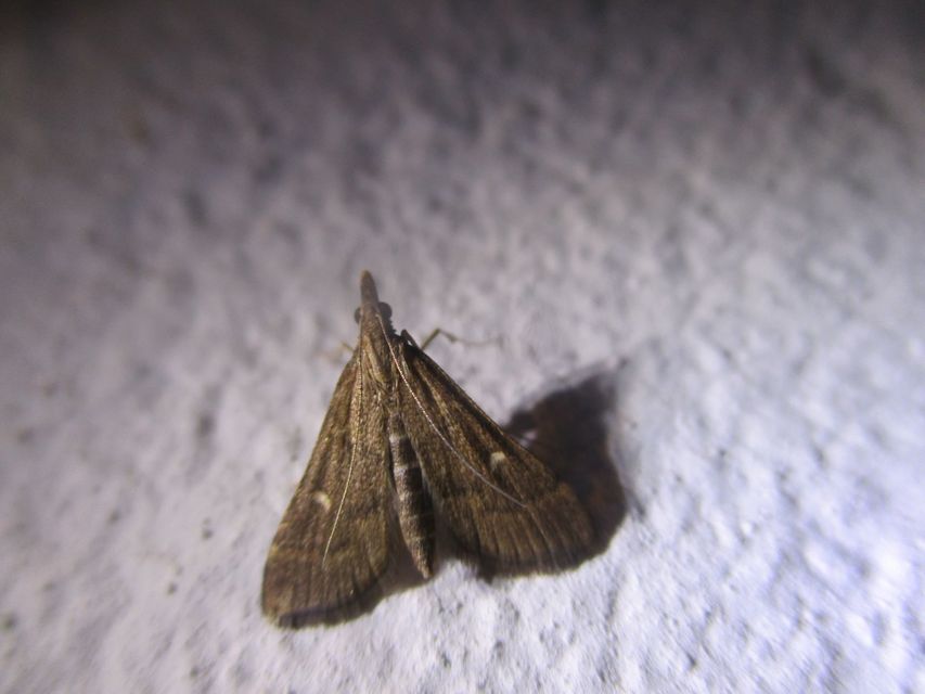 Dolicharthria punctalis - hosszúlábú tűzmoly