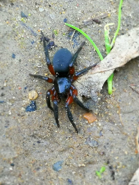 Gnaphosa bicolor