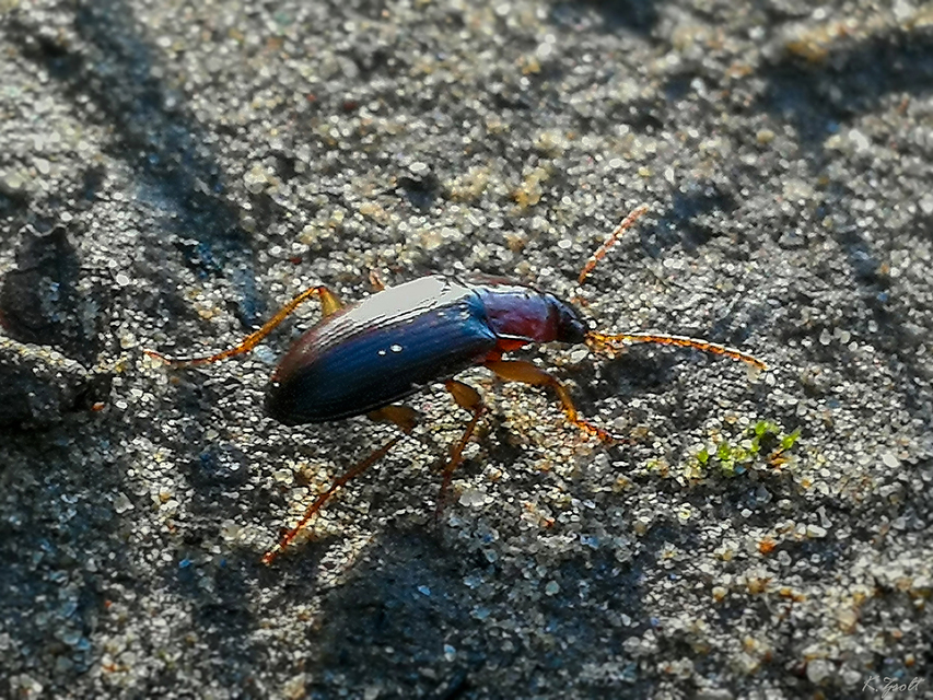 Calathus cinctus - parlagi tarfutó