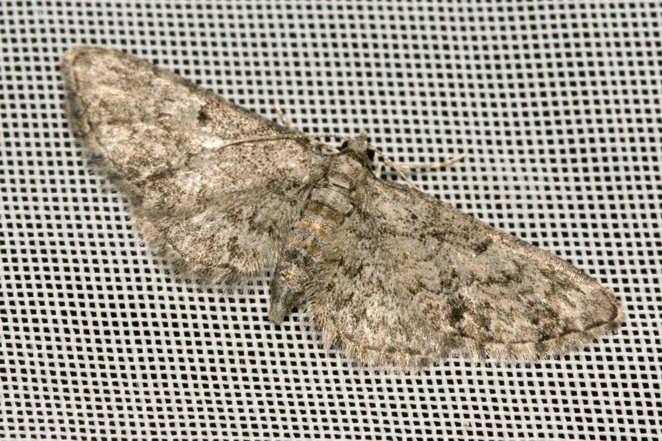 Eupithecia inturbata - juhar-törpearaszoló