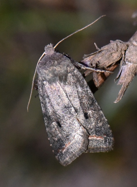 Leptologia lota - kecskefűz-őszibagoly
