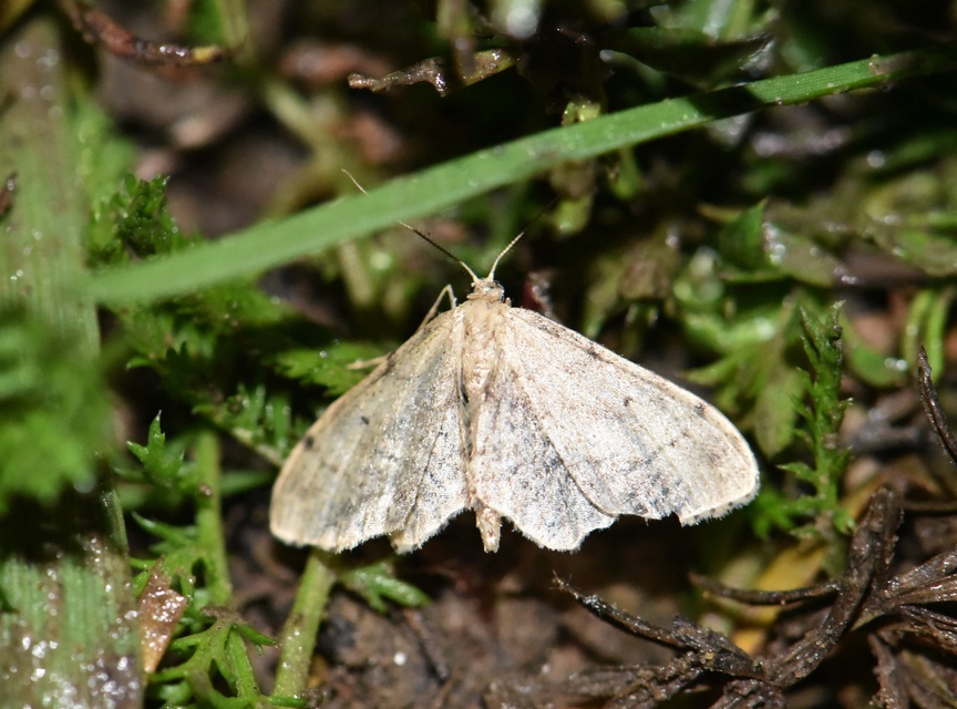 Idaea laevigata - sötétfoltos apróaraszoló