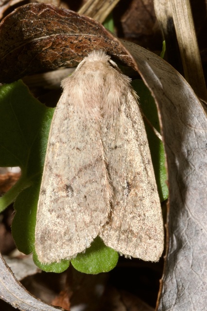 Propenistra laevis - könnyű őszibagoly