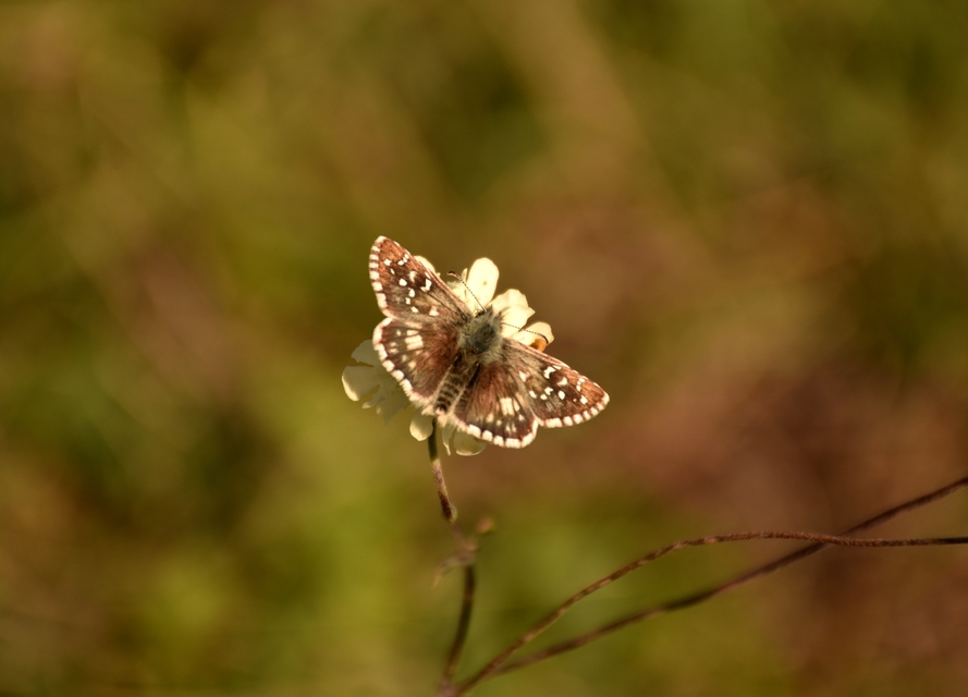 Pyrgus armoricanus - feles busalepke