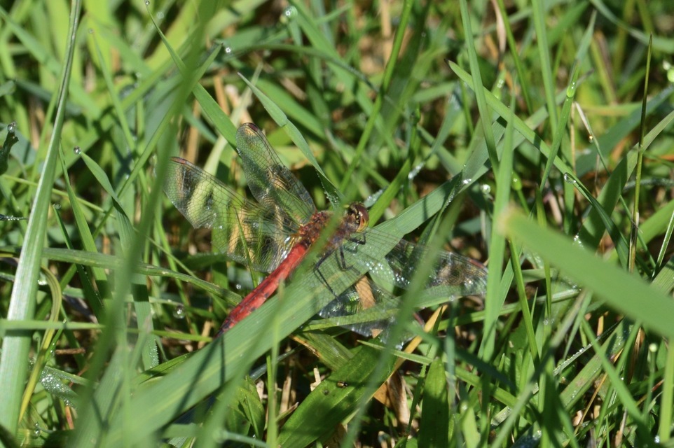 Sympetrum depressiusculum - ékfoltos katona-szitakötő