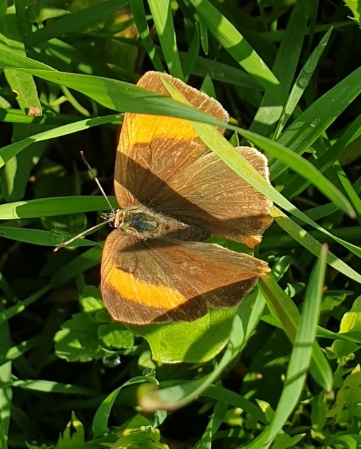 Thecla betulae - nyírfalepke