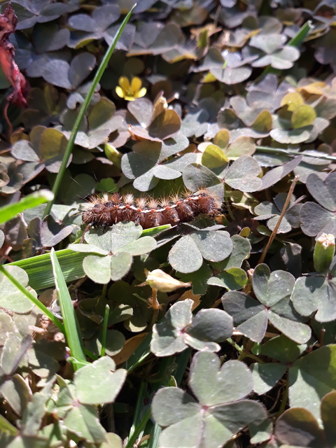 Acronicta rumicis - sóska-szigonyosbagoly
