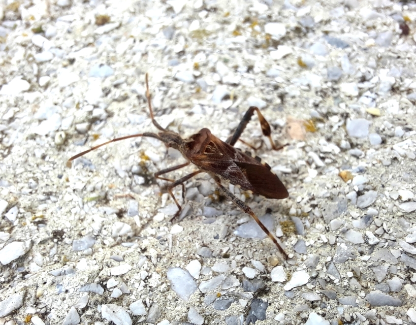 Leptoglossus occidentalis - nyugati levéllábú poloska