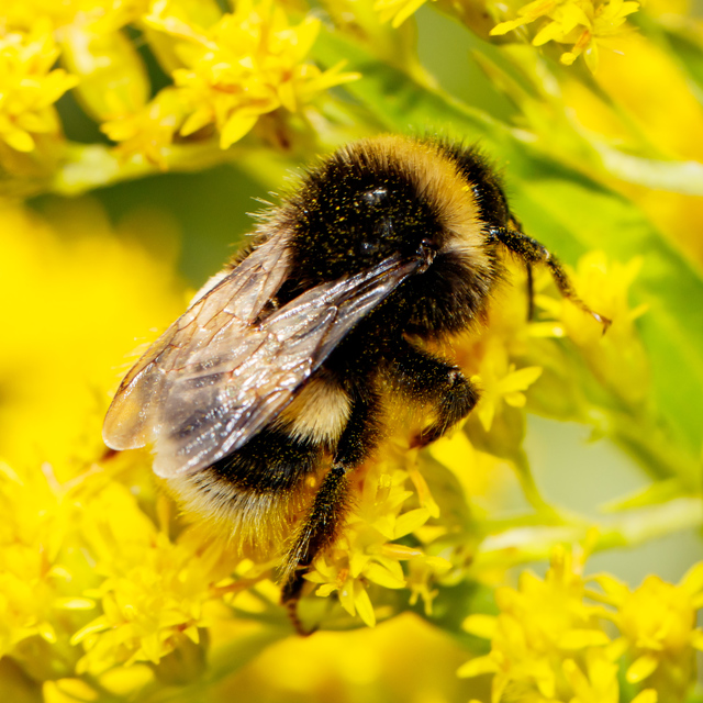 Bombus terrestris/lucorum