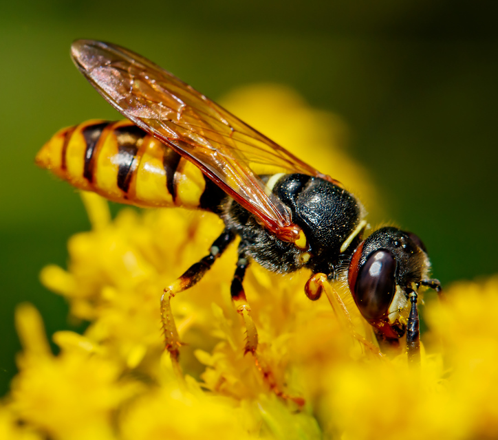 Philanthus triangulum - közönséges méhfarkas
