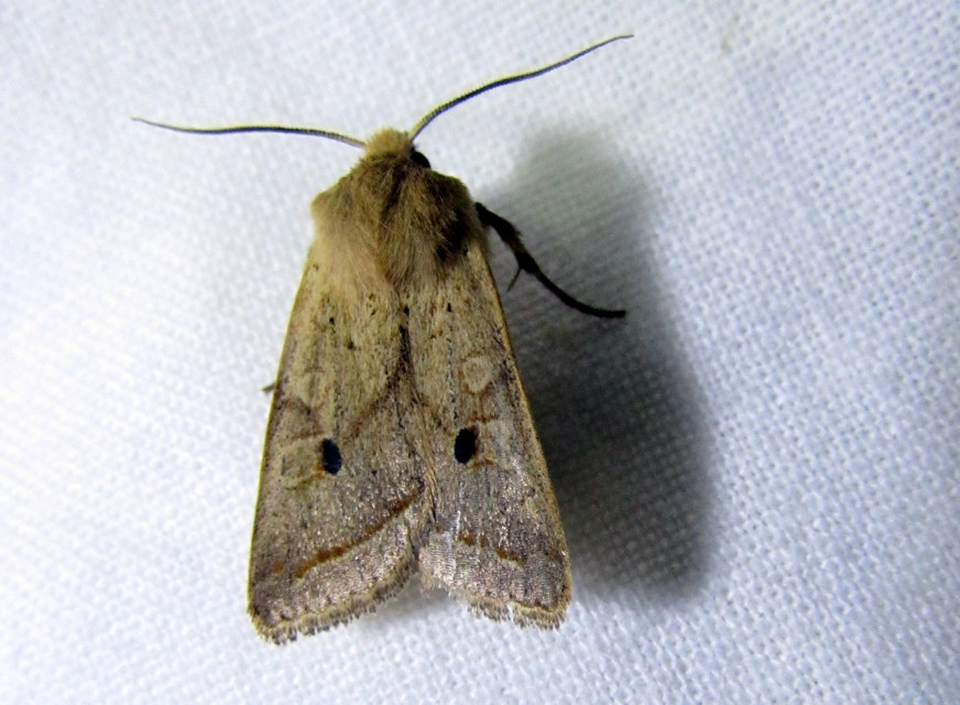 Leptologia macilenta - gyertyán-őszibagoly