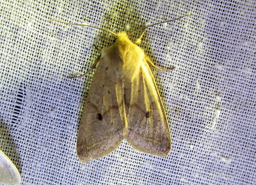 Leptologia macilenta - gyertyán-őszibagoly
