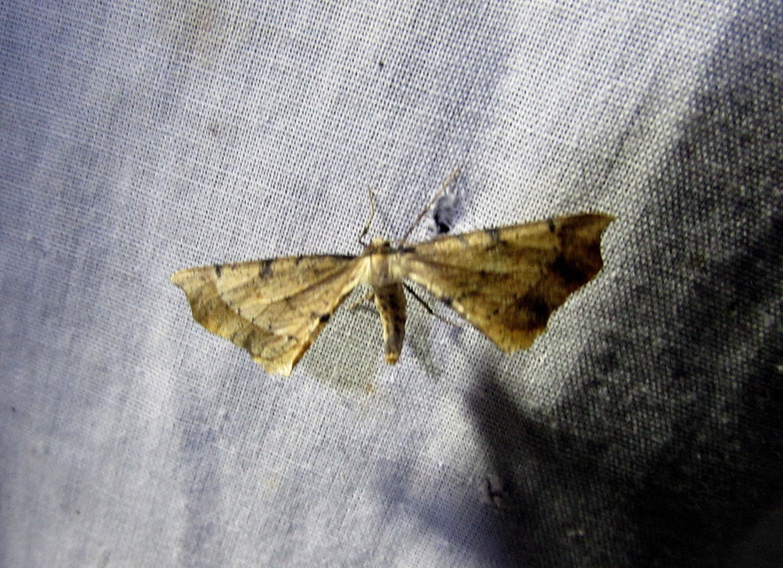 Artiora evonymaria - kecskerágó-araszoló