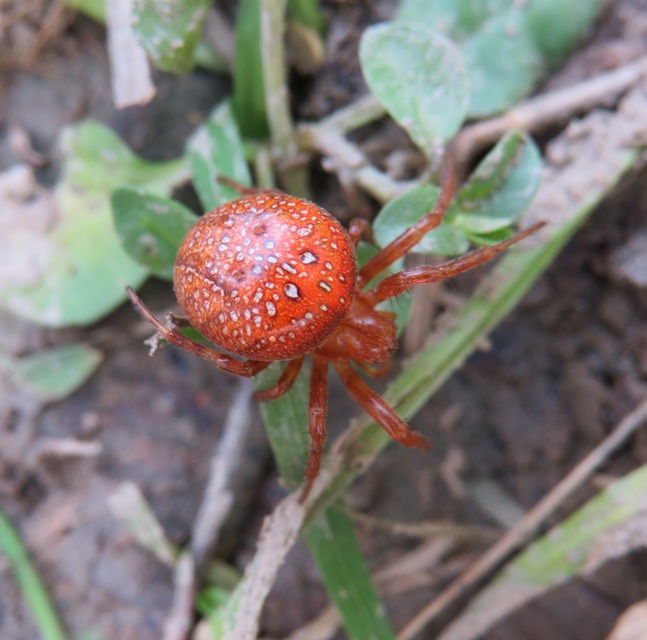 Araneus alsine - hűsölő keresztespók