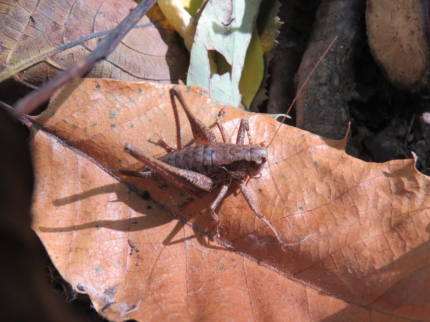 Pholidoptera griseoaptera - szürke avarszöcske