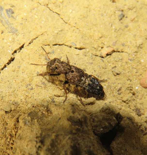 Ontholestes haroldi - sárgatérdű holyva