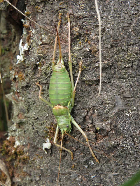Ephippiger ephippiger - nyergesszöcske