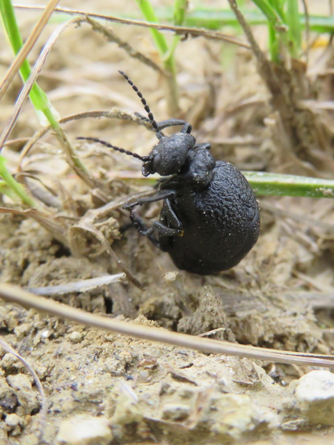 Meloe rugosus - ráncos nünüke