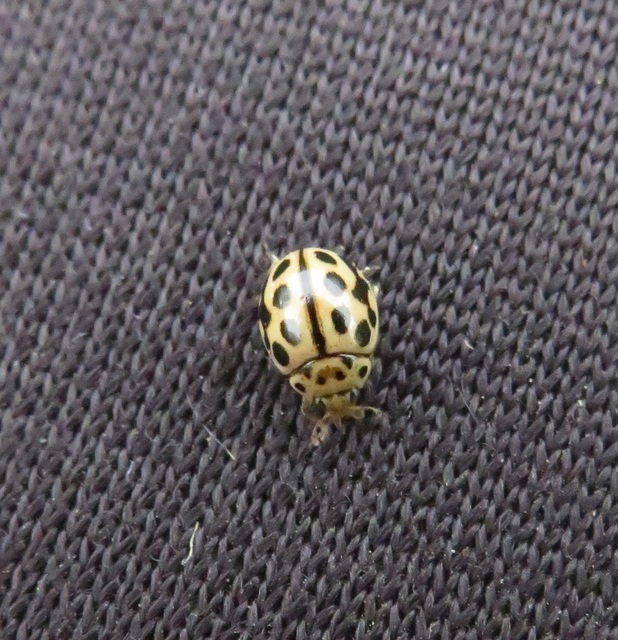 Tytthaspis sedecimpunctata - tizenhatpettyes katica