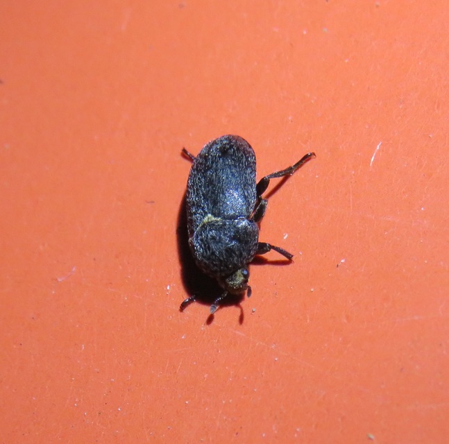 Dermestes laniarius - gyászos porva