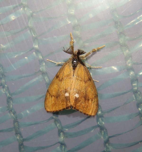 Orgyia antiqua - rozsdabarna kisszövő